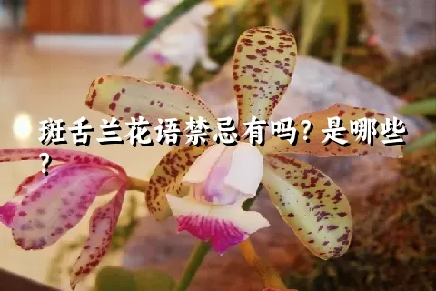 斑舌兰花语禁忌有吗？是哪些？