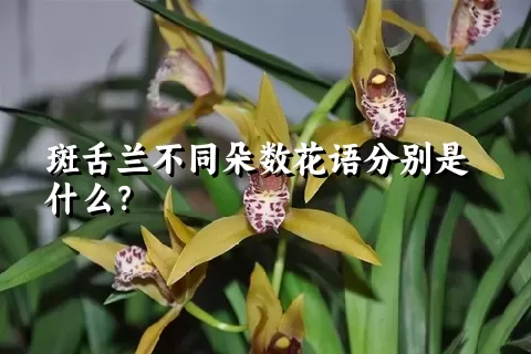 斑舌兰不同朵数花语分别是什么？