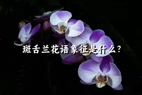 斑舌兰花语象征是什么？