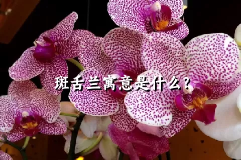 斑舌兰寓意是什么？