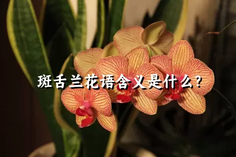 斑舌兰花语含义是什么？