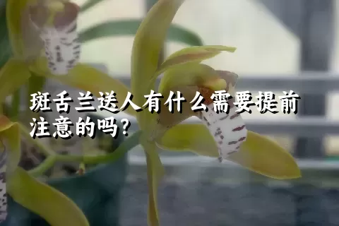 斑舌兰送人有什么需要提前注意的吗？