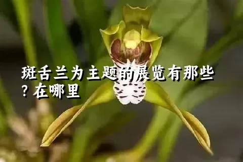 斑舌兰为主题的展览有那些？在哪里