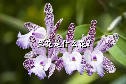 兰花是什么花？