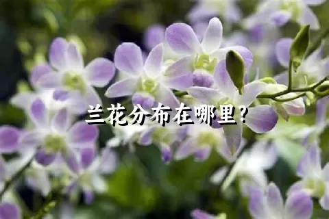 兰花分布在哪里?