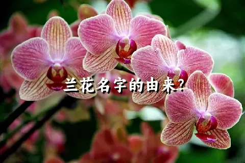 兰花名字的由来？