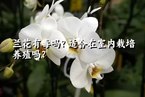 兰花有毒吗？适合在室内栽培养殖吗？