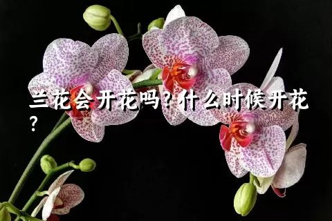 兰花会开花吗？什么时候开花？