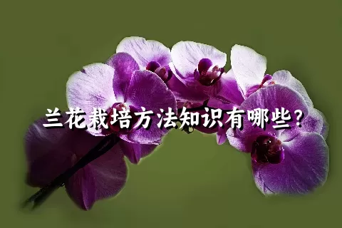 兰花栽培方法知识有哪些？