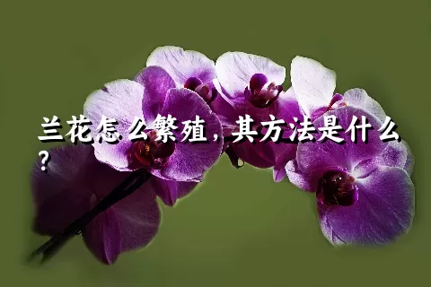 兰花怎么繁殖，其方法是什么？