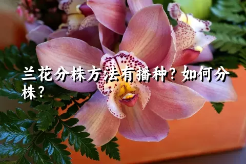 兰花分株方法有播种？如何分株？