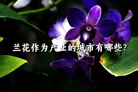 兰花作为产业的城市有哪些？