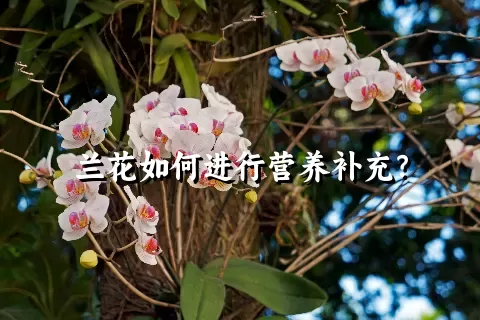 兰花如何进行营养补充？