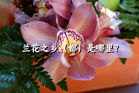 兰花之乡（都）是哪里？