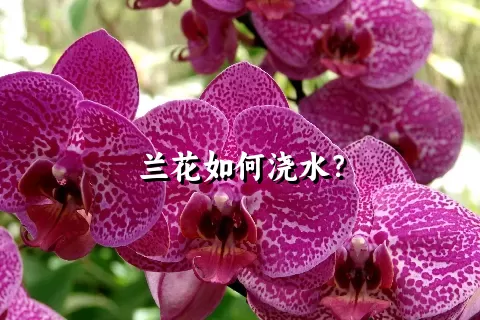 兰花如何浇水？