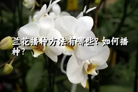 兰花播种方法有哪些？如何播种？