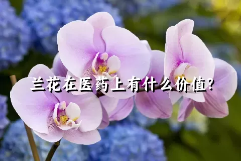 兰花在医药上有什么价值？