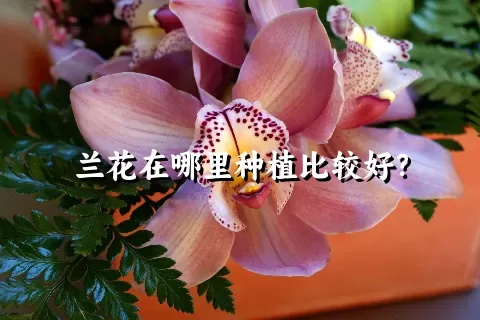 兰花在哪里种植比较好？