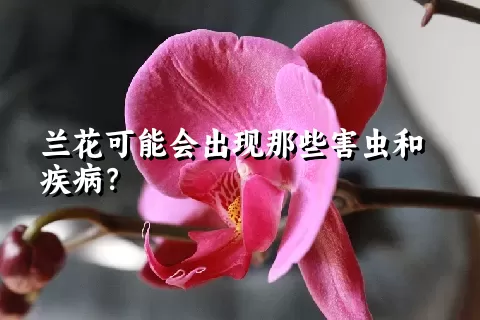 兰花可能会出现那些害虫和疾病？