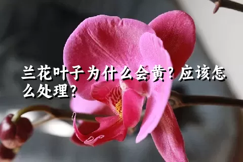 兰花叶子为什么会黄？应该怎么处理？