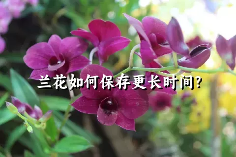 兰花如何保存更长时间？