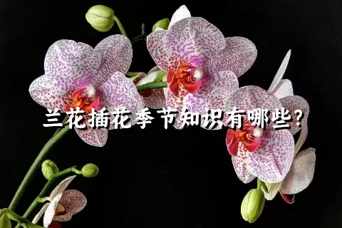 兰花插花季节知识有哪些？