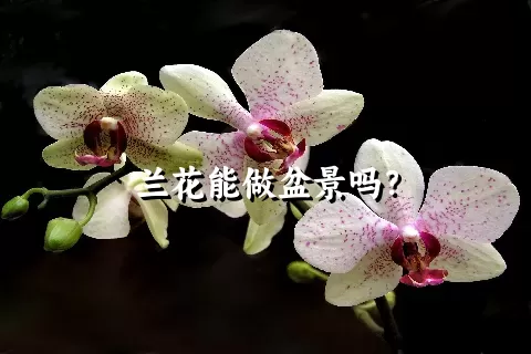 兰花能做盆景吗？