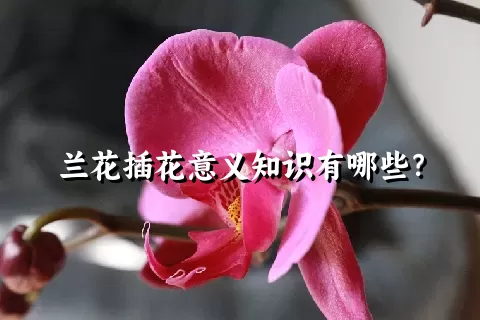 兰花插花意义知识有哪些？