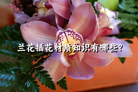 兰花插花材质知识有哪些？