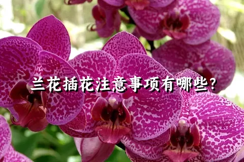 兰花插花注意事项有哪些？