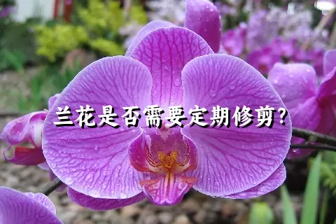 兰花是否需要定期修剪？