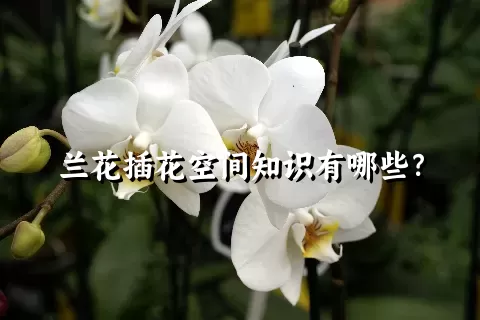 兰花插花空间知识有哪些？