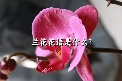 兰花花语是什么？