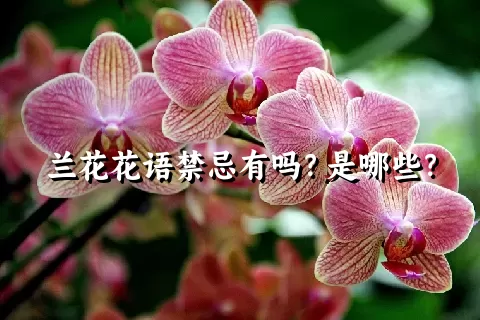 兰花花语禁忌有吗？是哪些？