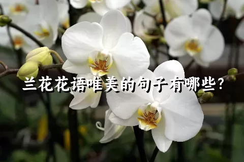 兰花花语唯美的句子有哪些？