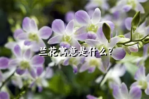 兰花寓意是什么？