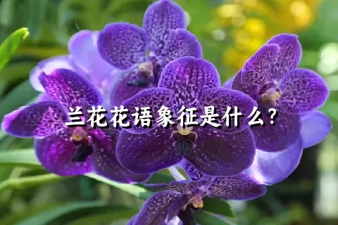 兰花花语象征是什么？