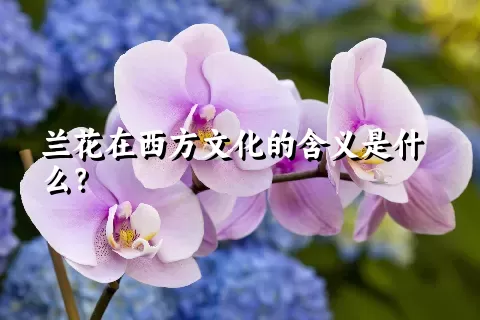 兰花在西方文化的含义是什么？