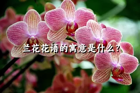 兰花花语的寓意是什么？