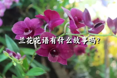 兰花花语有什么故事吗？