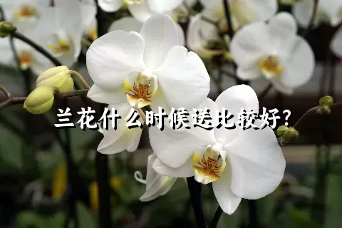 兰花什么时候送比较好？