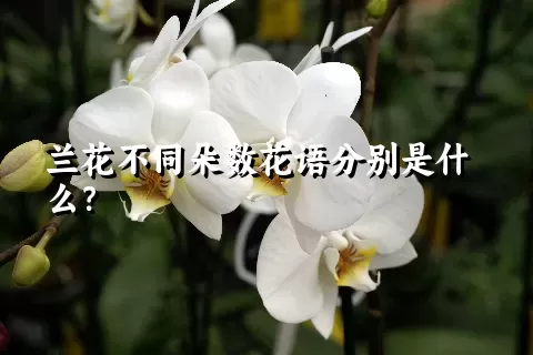 兰花不同朵数花语分别是什么？