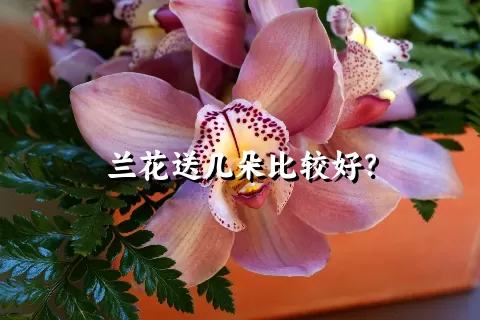 兰花送几朵比较好？