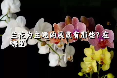 兰花为主题的展览有那些？在哪里