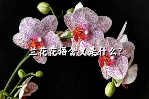 兰花花语含义是什么？