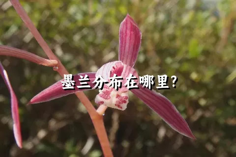 墨兰分布在哪里?