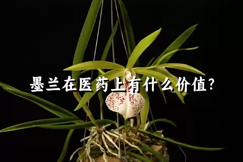 墨兰在医药上有什么价值？