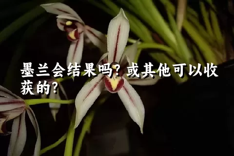 墨兰会结果吗？或其他可以收获的？