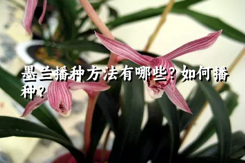 墨兰播种方法有哪些？如何播种？