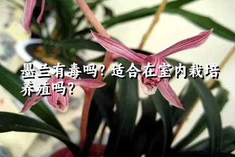 墨兰有毒吗？适合在室内栽培养殖吗？